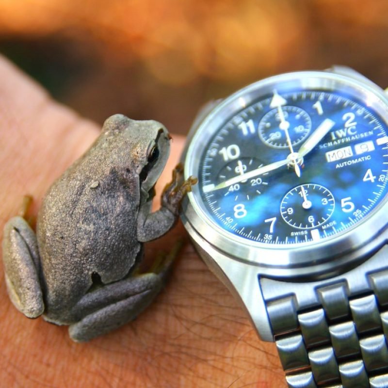 Analog Wrist Watch